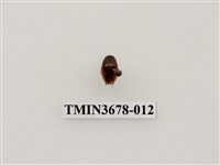 藏品(龍蝨、牙蟲)的圖片